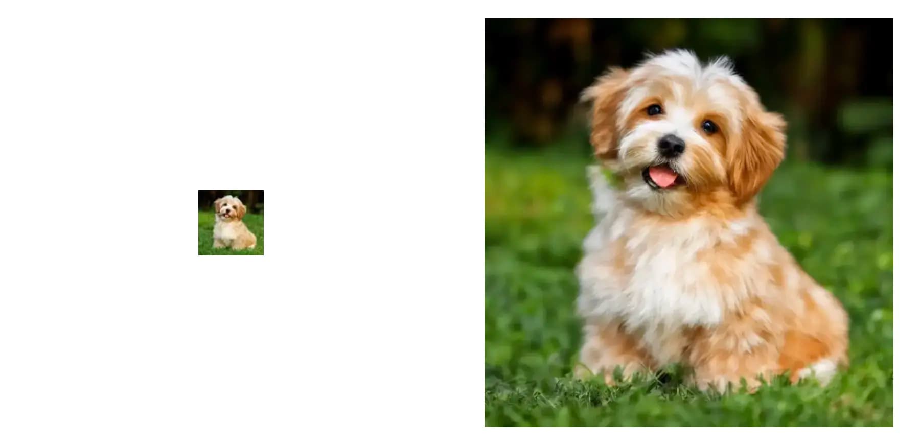 fluffy dog in 64 pixels by 64 pixels