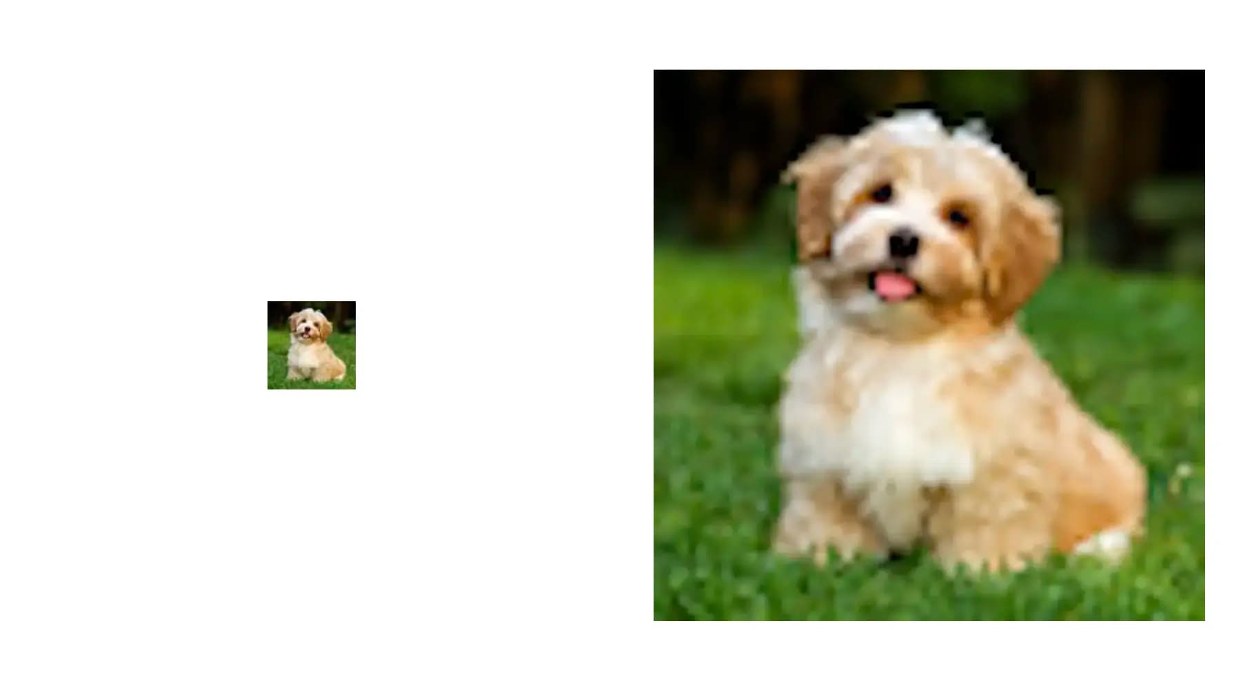 fluffy dog in 64 pixels by 64 pixels